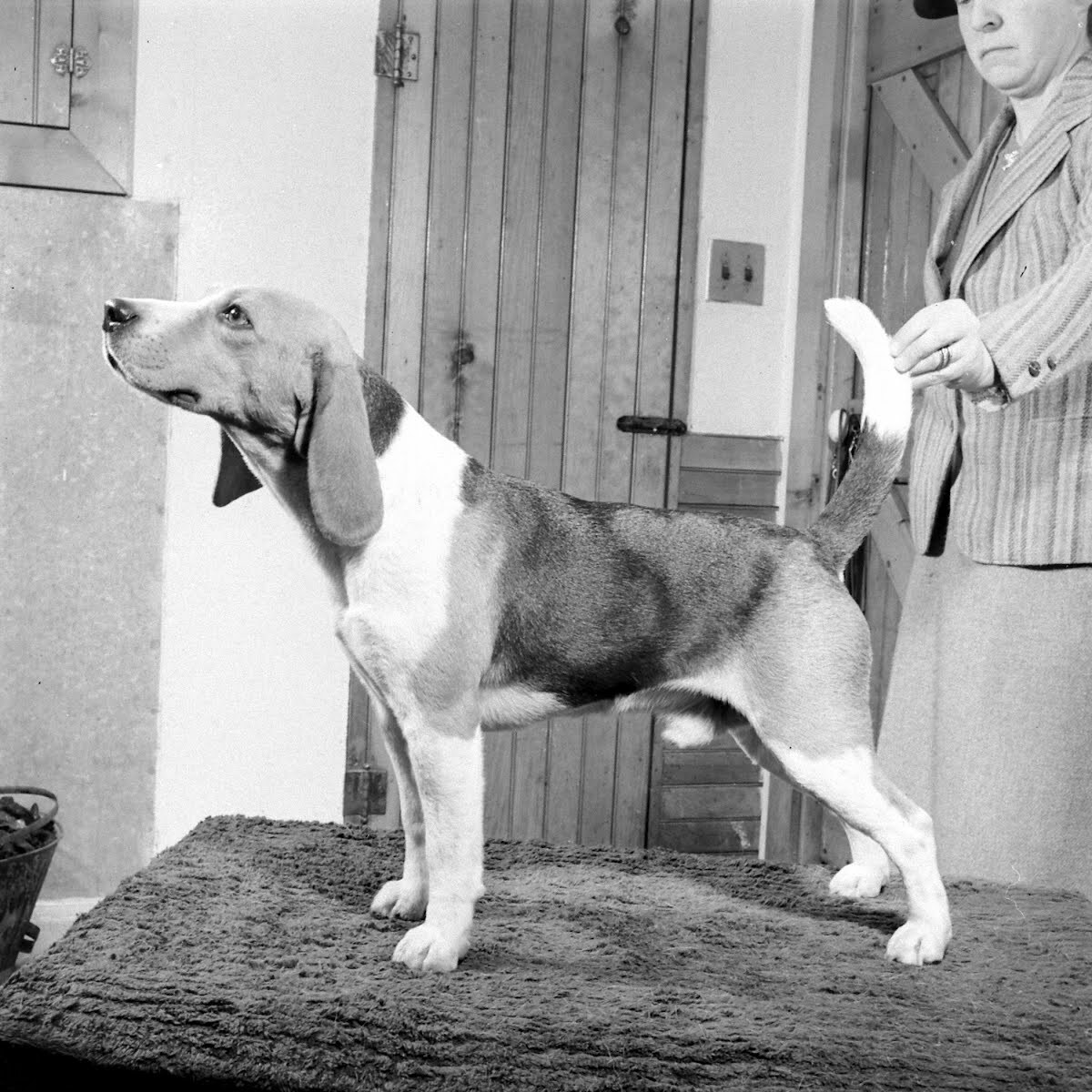 Ch. Meadow Lark Draftsman, "Drafty".