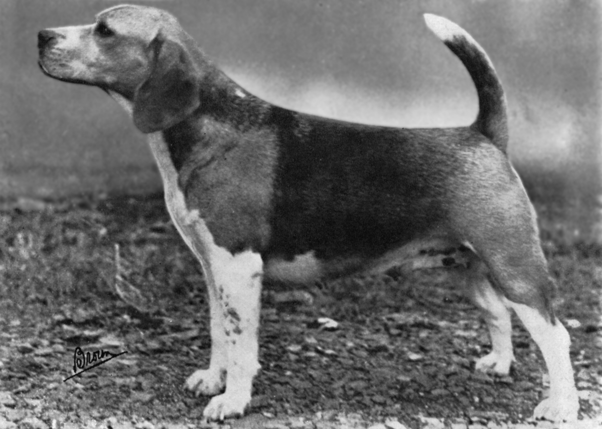 Rozavel Ritter's Miss Babe.jpg