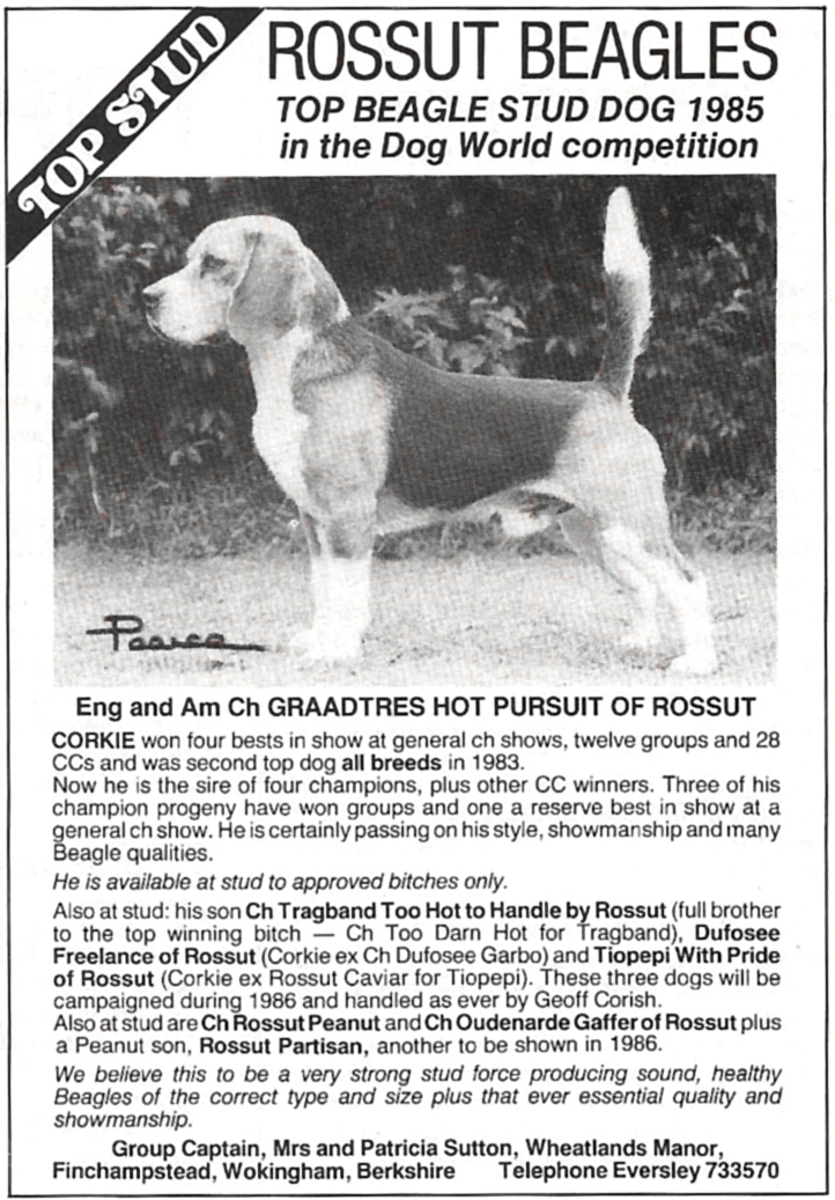 Rossut Kennels advert9.jpg