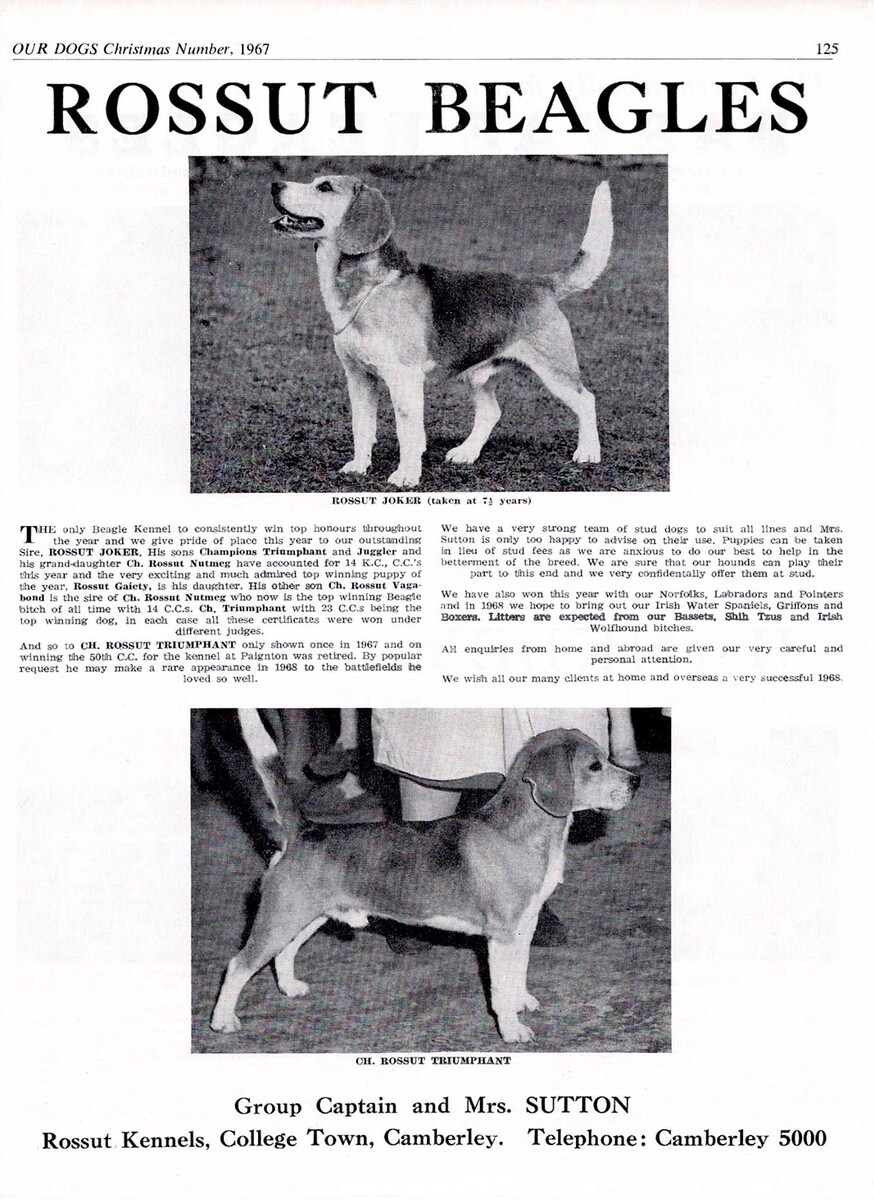Rossut Kennels advert3.jpg
