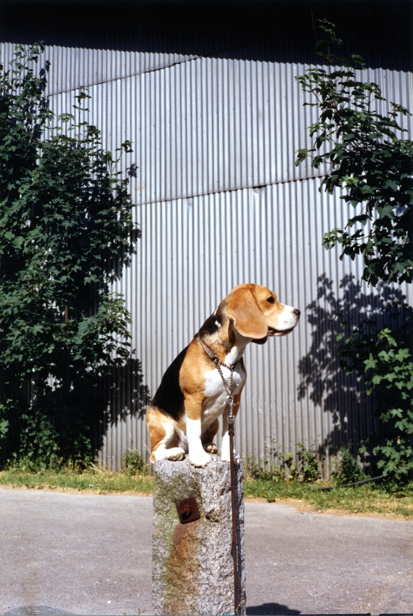 Daisy Hills Bly Bothilde, 1986.jpg