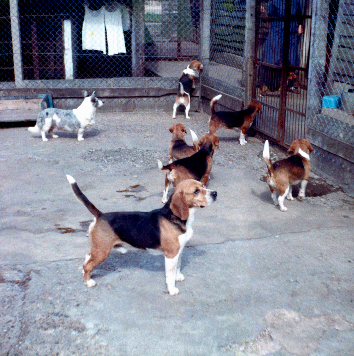 Group of Rozavel dogs.jpg