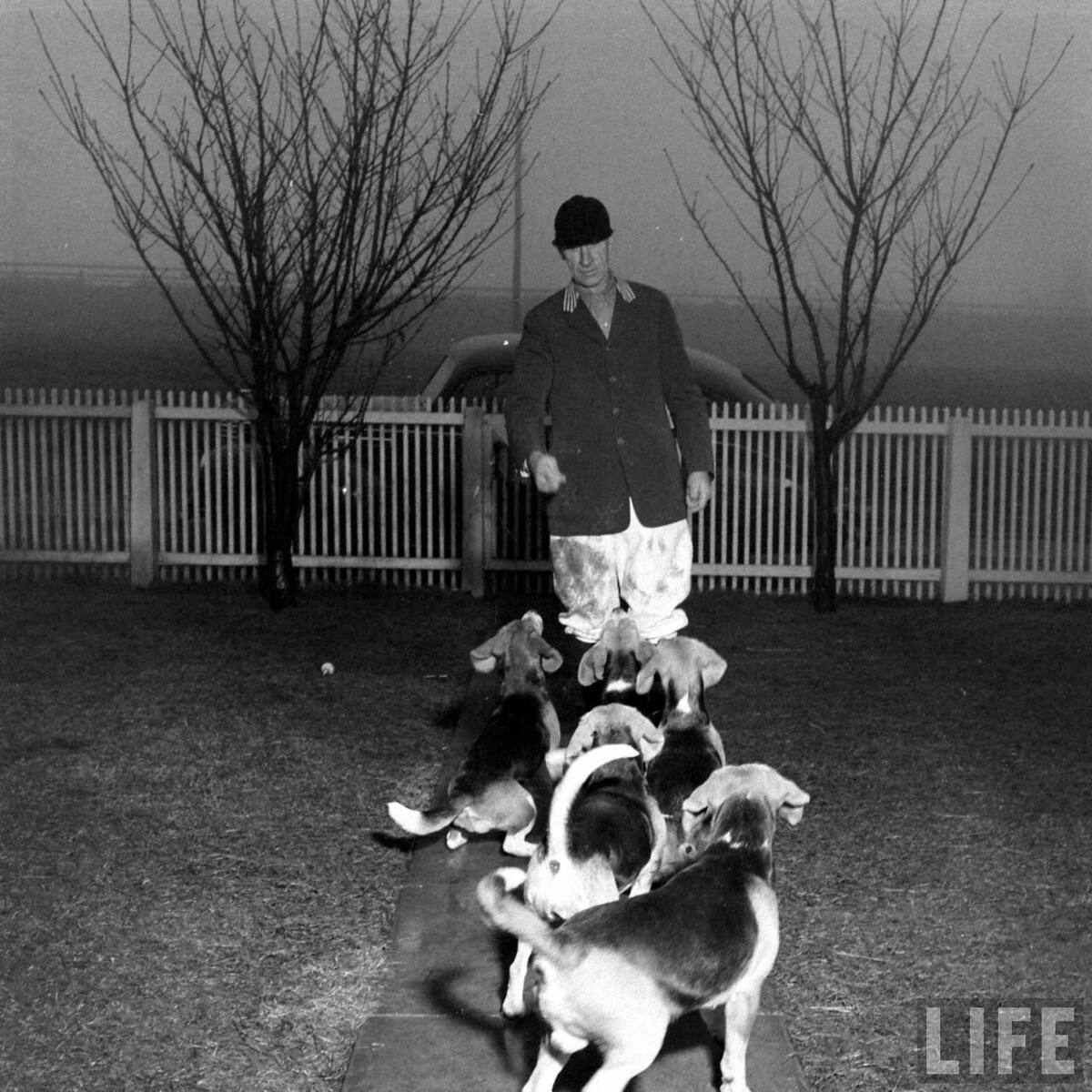 Beagle Hounds, Du Pont Estate - February 1940 - By Hansel Mieth, Life magazine - 12.jpg