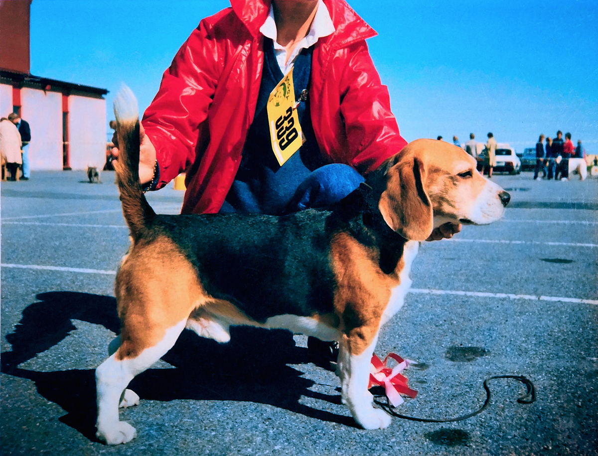 Beagler's-Black-Gold.jpg