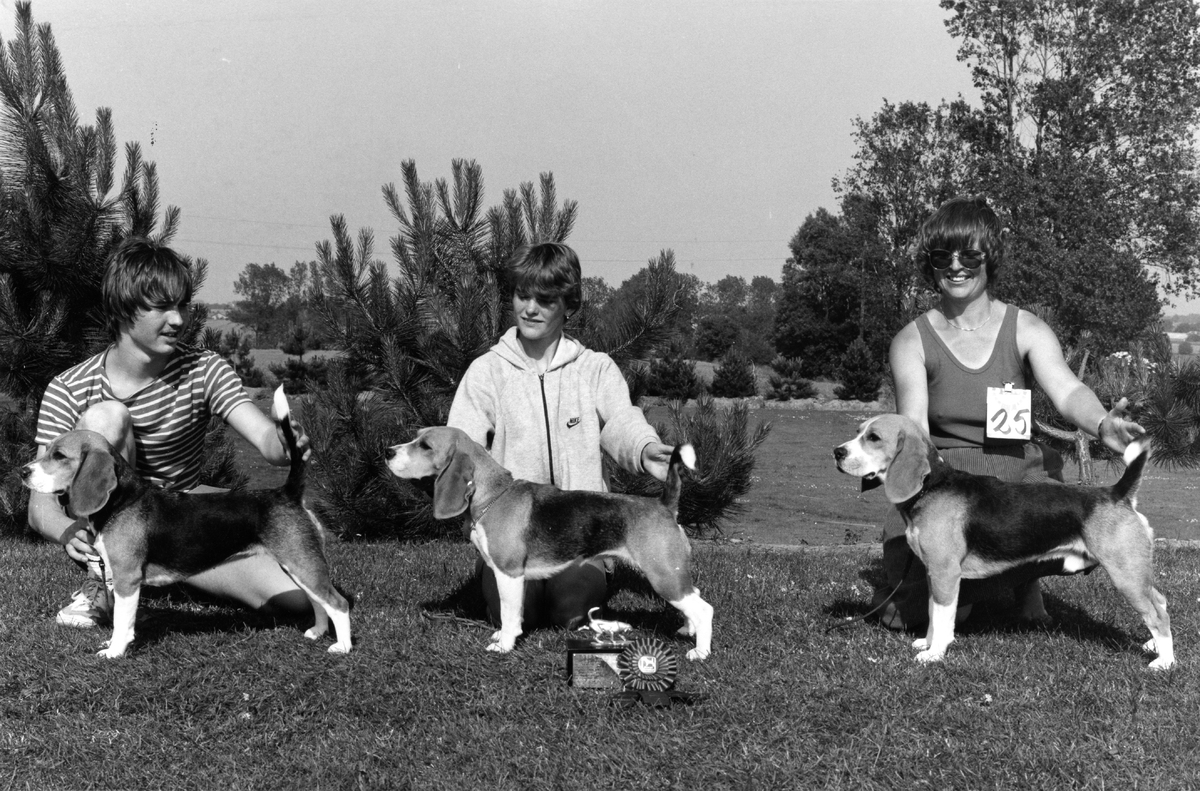 Very Special Show about 1984. Winners of Very Special Class (same litter). Daisy Hills Kyske Karoline (left), Daisy Hills Kærlige Katinka (middle) and Daisy Hills Kløgtige Karpov (right).jpg