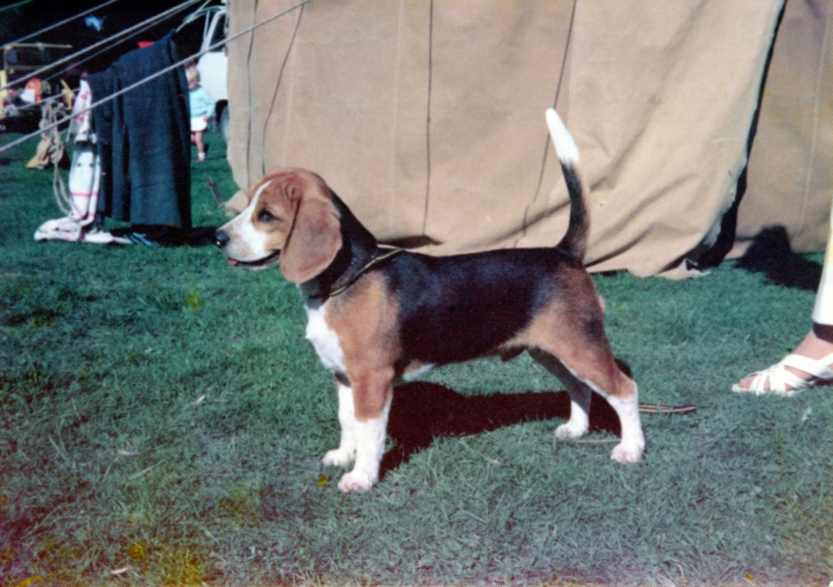 Merrybrook How_s That (5½ months).jpg