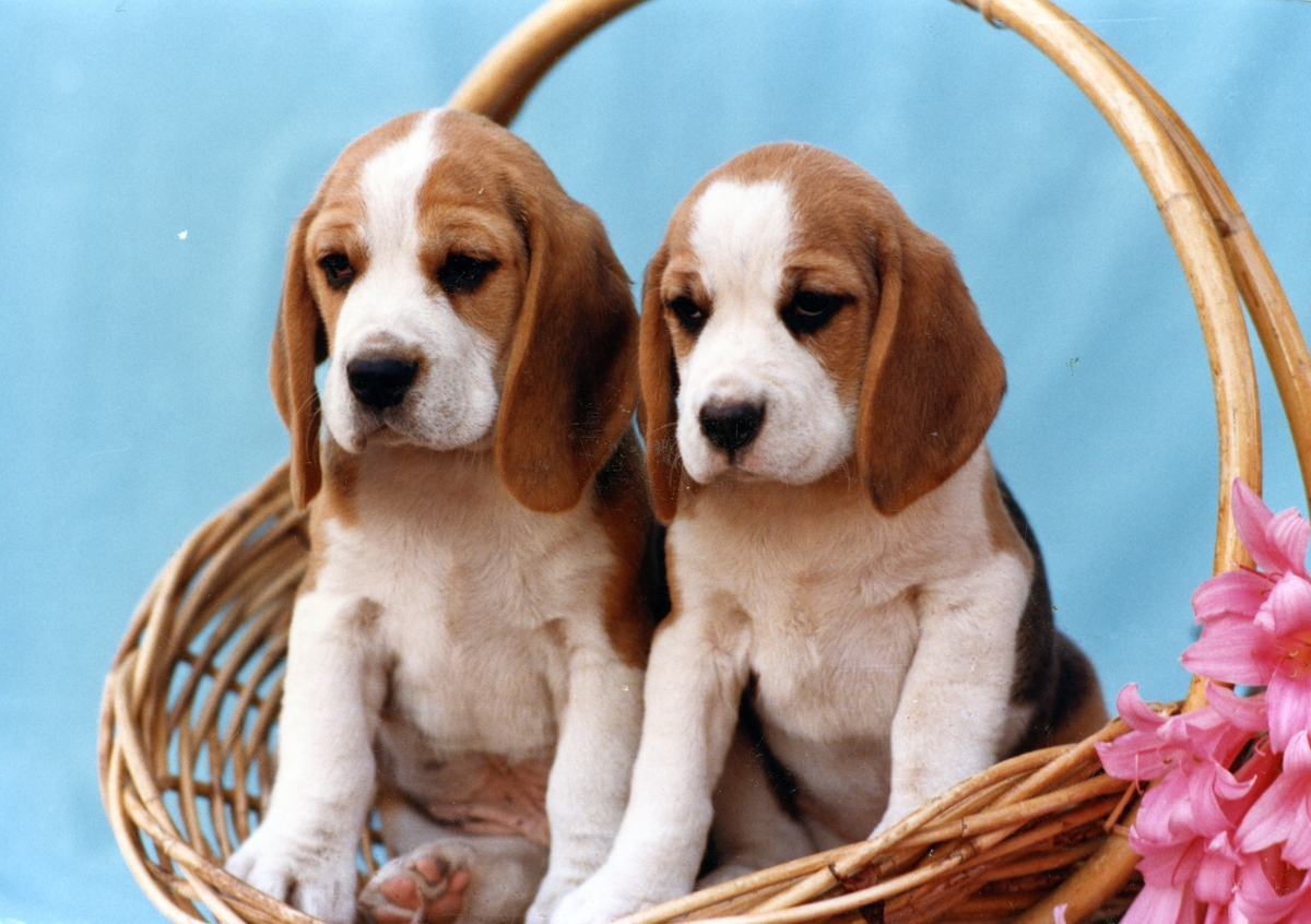 8 week old puppies owned by Lesley Funnell (Torbay Top Billing and Torbay Top Secret).jpg
