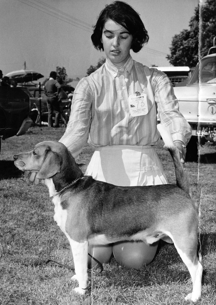 Foxlea Ringwood Ranter (First beagle of Lesley Funnell - Aug. 1967).jpg