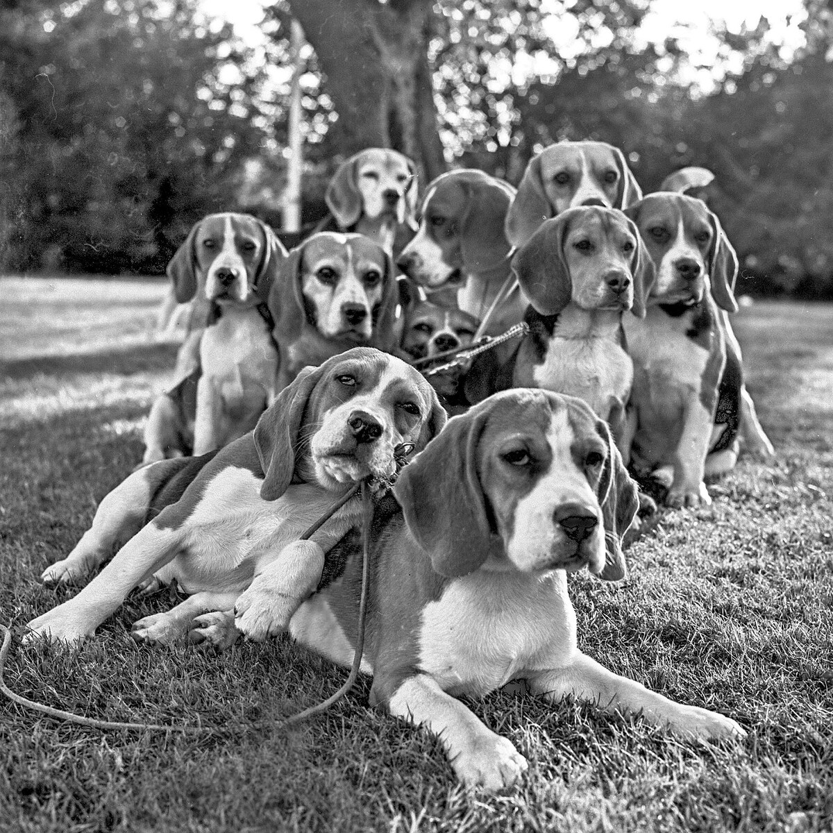 Minette Beagles1.jpg