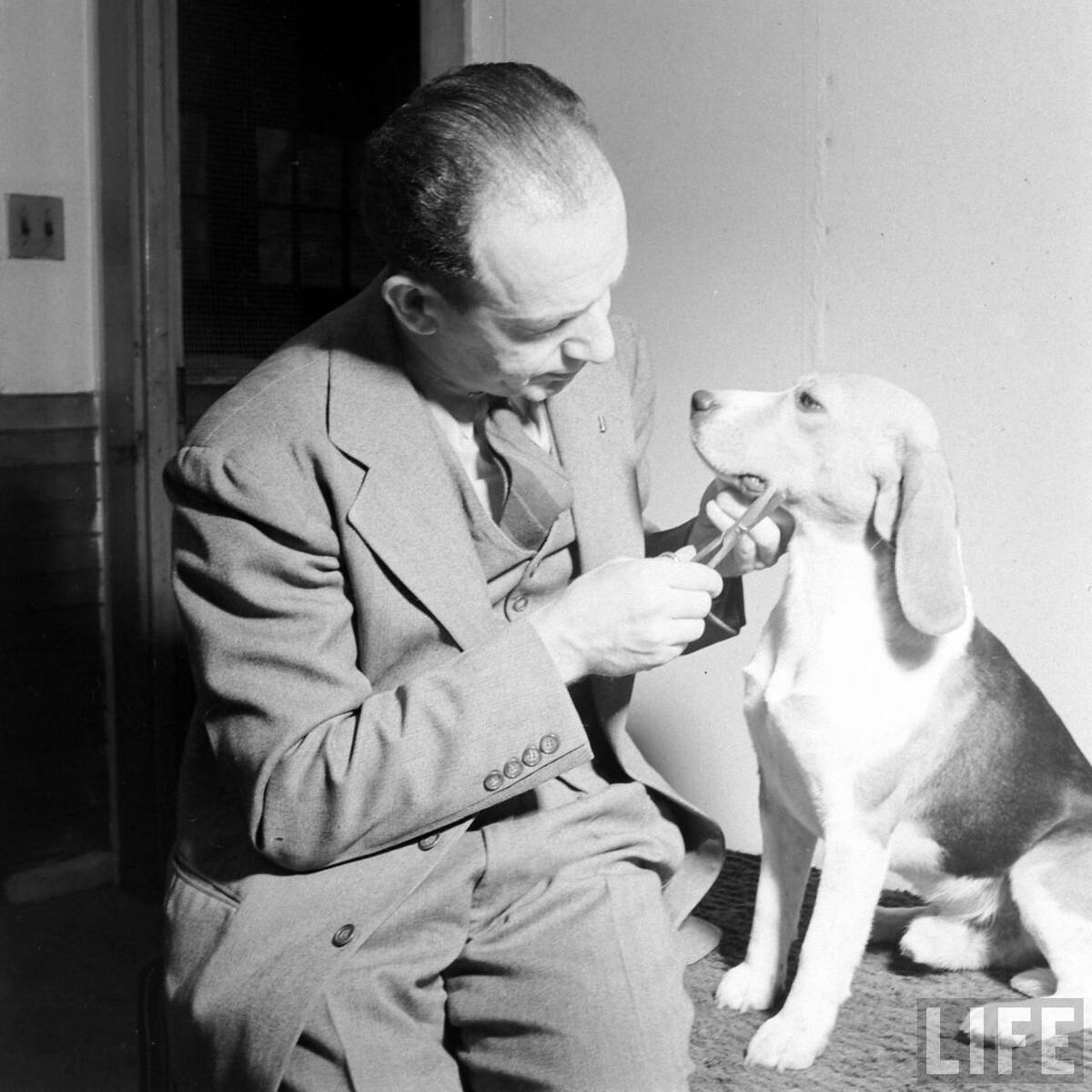 Beagle Hounds, Du Pont Estate - February 1940 - By Hansel Mieth, Life magazine - 48.jpg