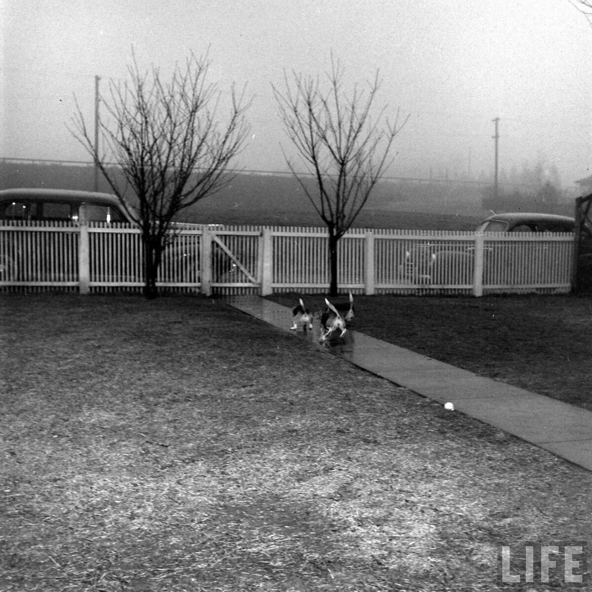 Beagle Hounds, Du Pont Estate - February 1940 - By Hansel Mieth, Life magazine - 13.jpg