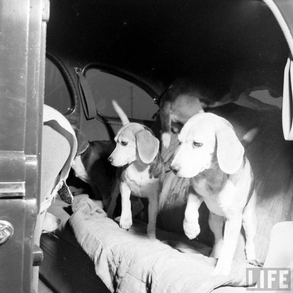 Beagle Hounds, Du Pont Estate - February 1940 - By Hansel Mieth, Life magazine - 28.jpg