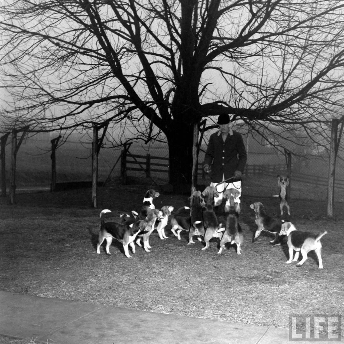 Beagle Hounds, Du Pont Estate - February 1940 - By Hansel Mieth, Life magazine - 3.jpg