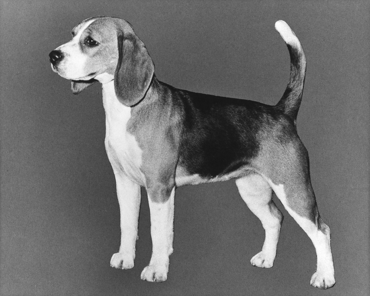 Unknown Elsy dog 2.jpg