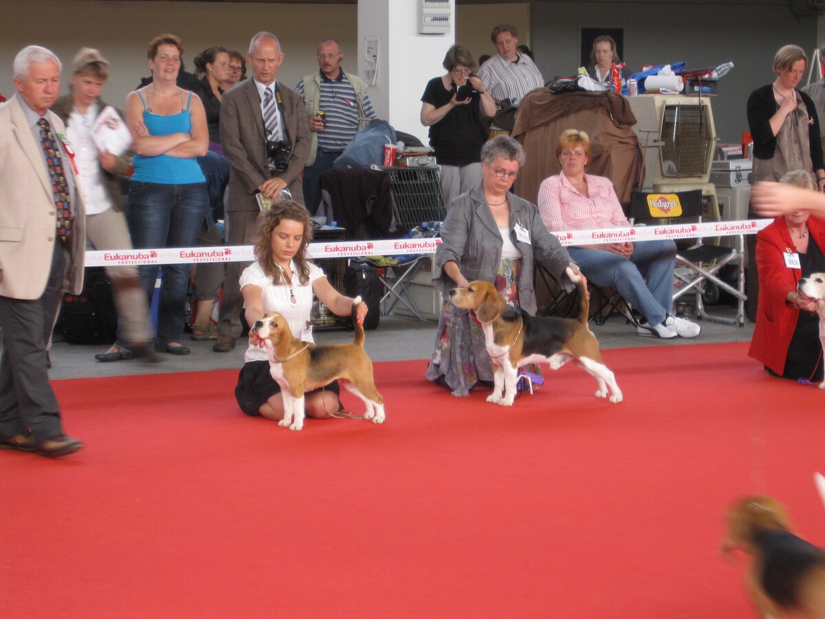 Best of Breed competition at WDS 2010 in Herning, Denmark