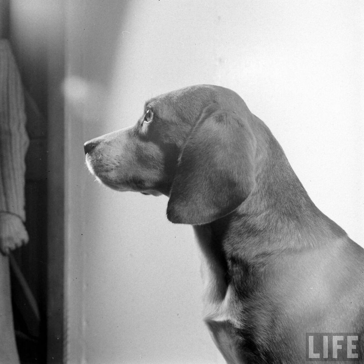 Beagle Hounds, Du Pont Estate - February 1940 - By Hansel Mieth, Life magazine - 36.jpg