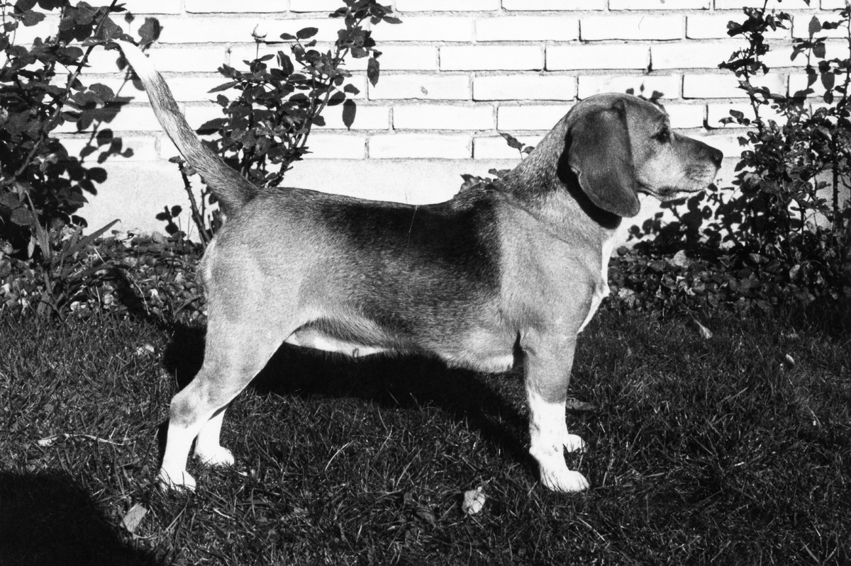 Terikas Freja (about 1969).jpg