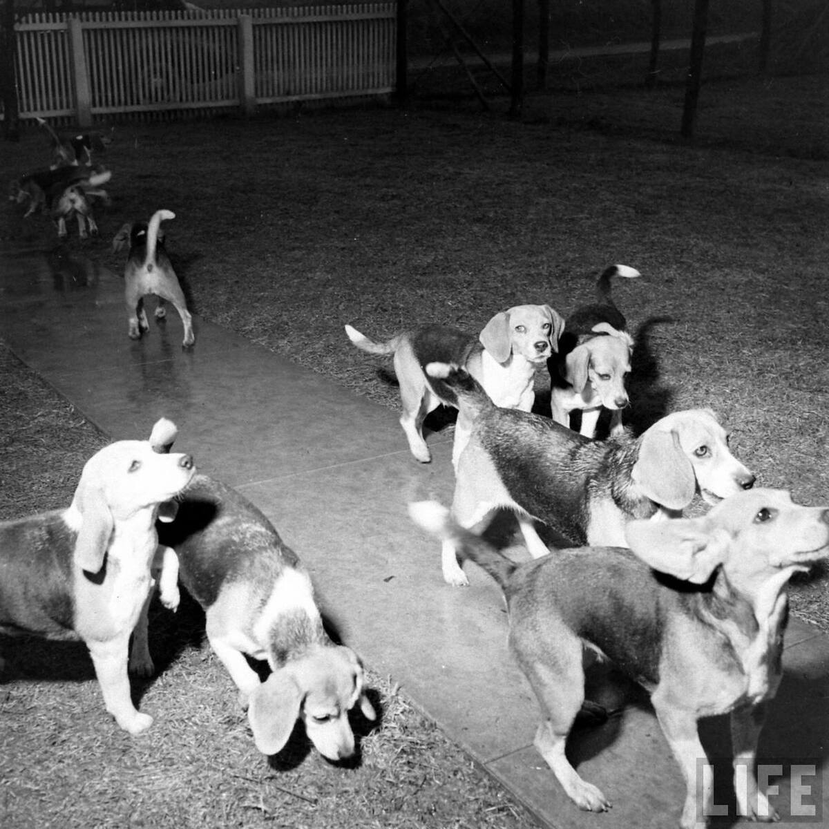 Beagle Hounds, Du Pont Estate - February 1940 - By Hansel Mieth, Life magazine - 46.jpg