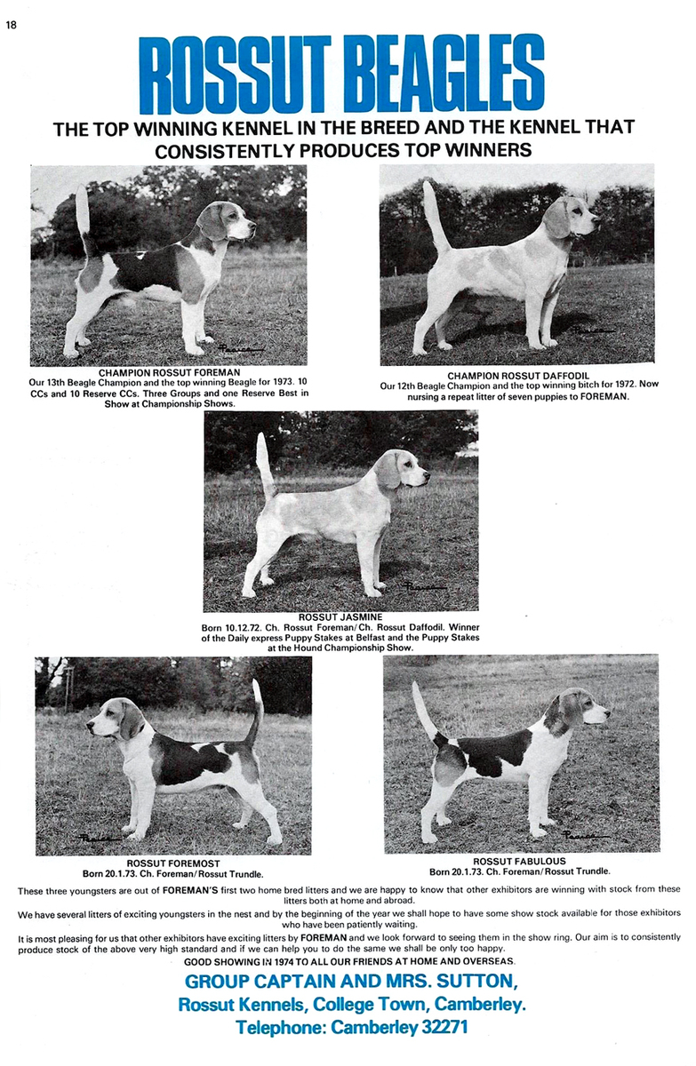 Rossut Kennels advert2.jpg
