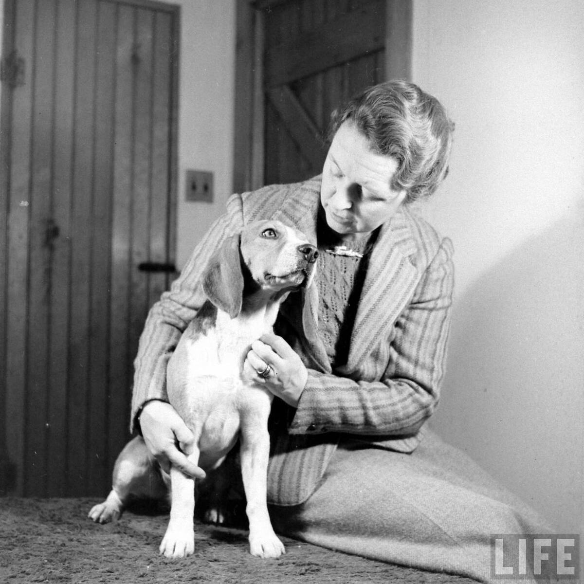 Beagle Hounds, Du Pont Estate - February 1940 - By Hansel Mieth, Life magazine - 34.jpg