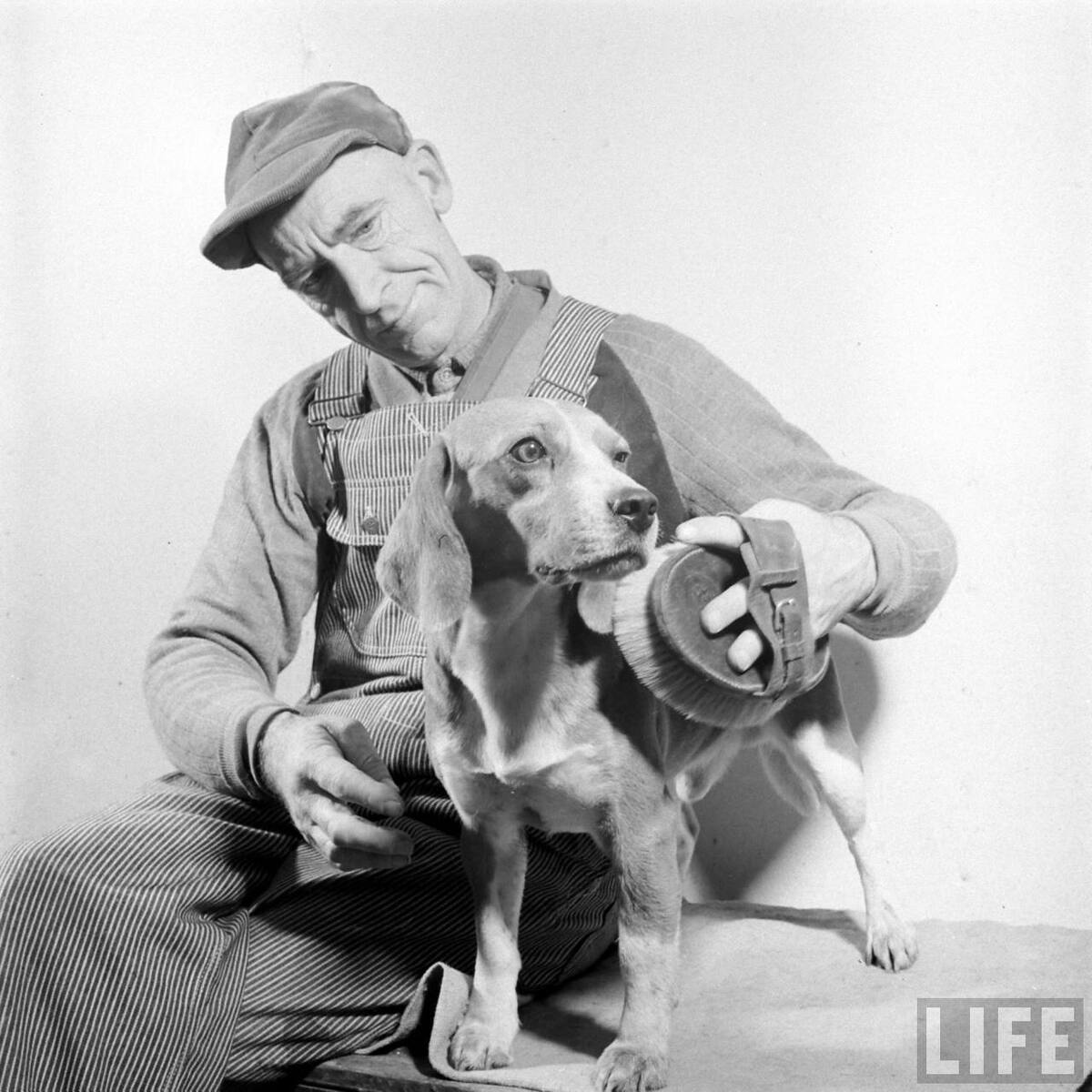 Beagle Hounds, Du Pont Estate - February 1940 - By Hansel Mieth, Life magazine - 7.jpg