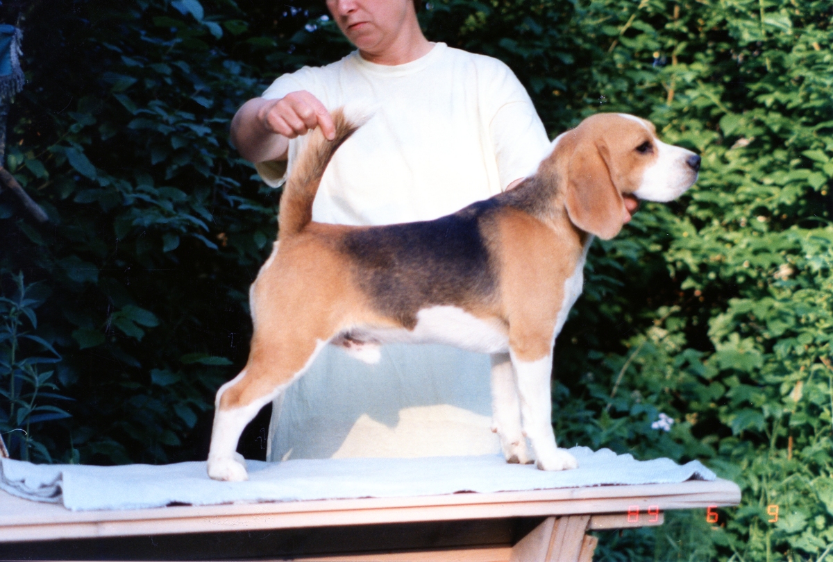 Daragoj Jumping Jack (11 months).jpg