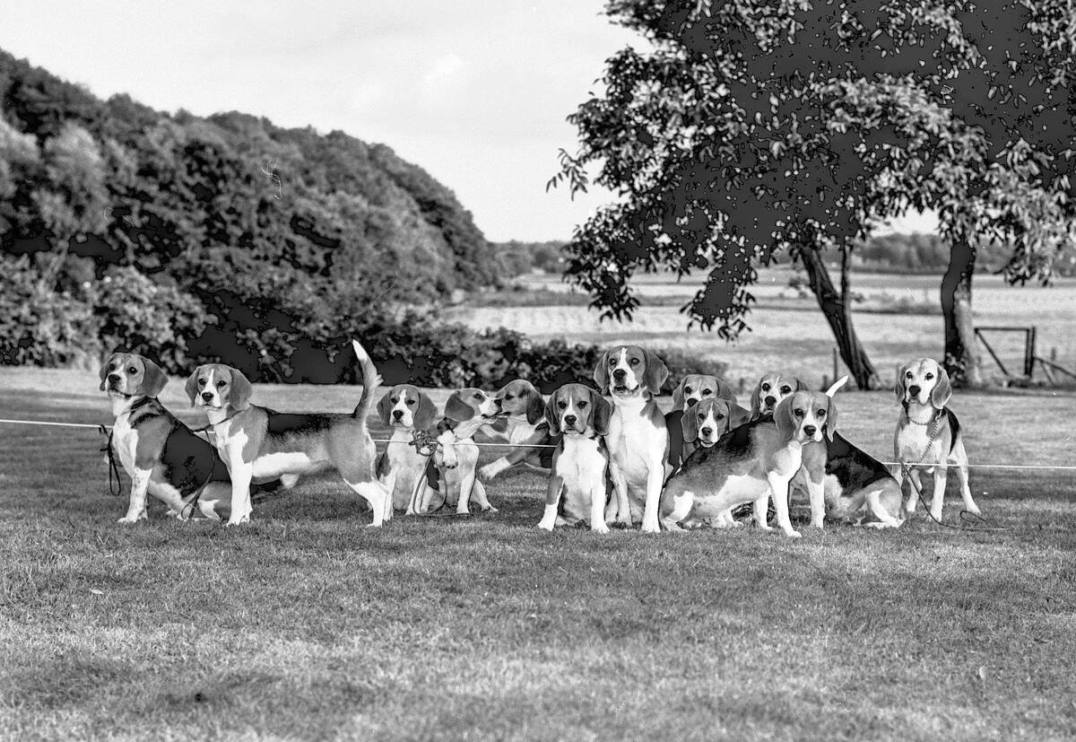 Minette Beagles2..jpg
