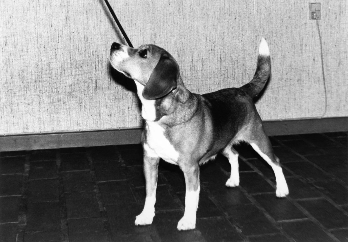 Daisy Hills Dolly - Jan. 1981.jpg