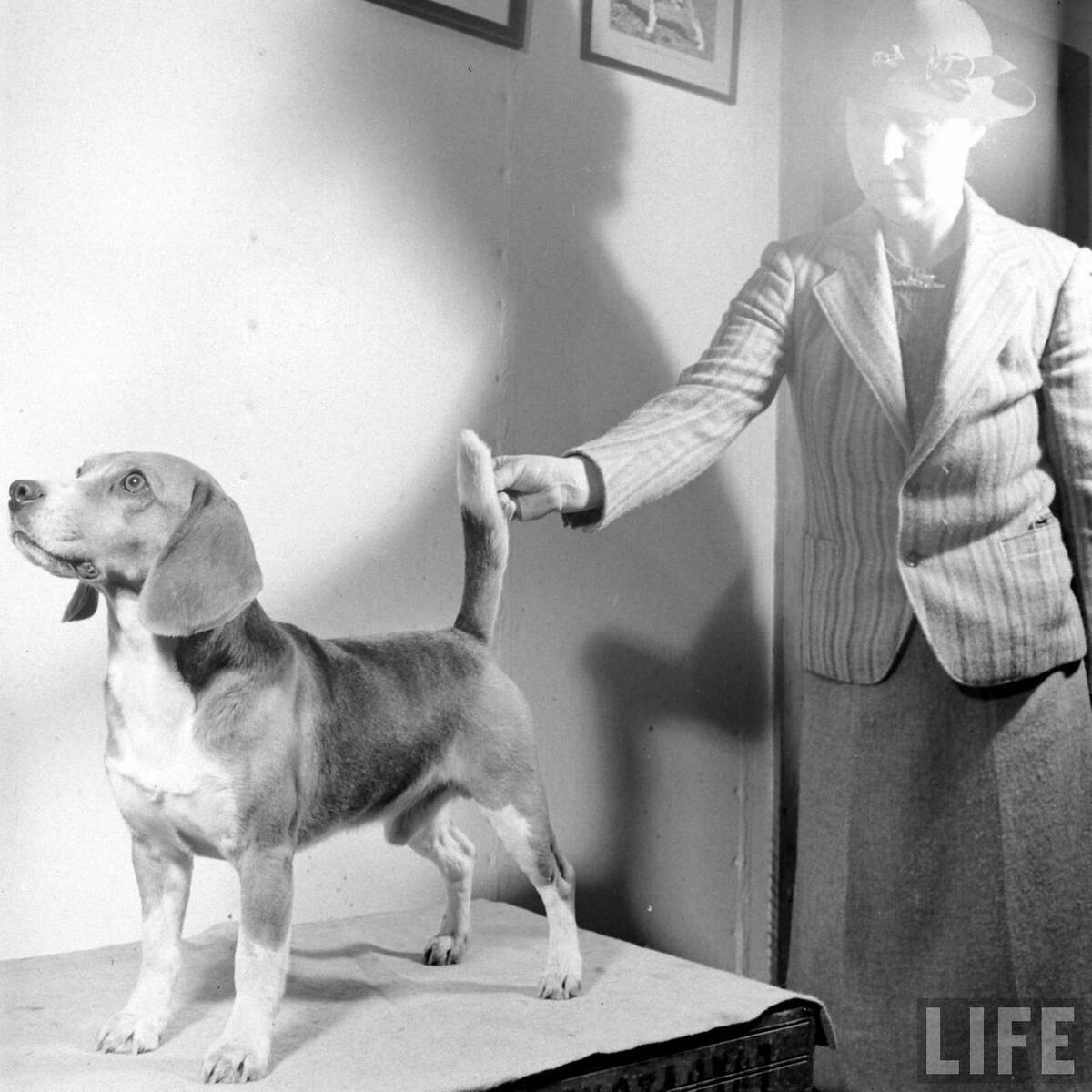 Beagle Hounds, Du Pont Estate - February 1940 - By Hansel Mieth, Life magazine - 21.jpg