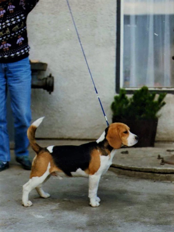 Will Murphy of Justine's Pack.jpg