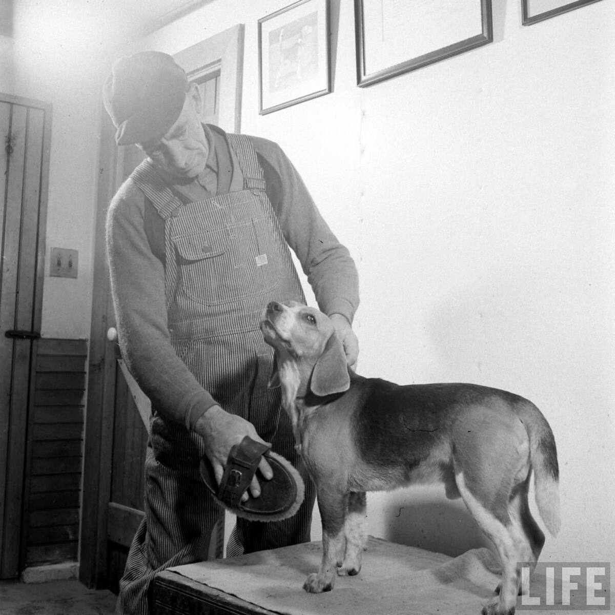 Beagle Hounds, Du Pont Estate - February 1940 - By Hansel Mieth, Life magazine - 40.jpg