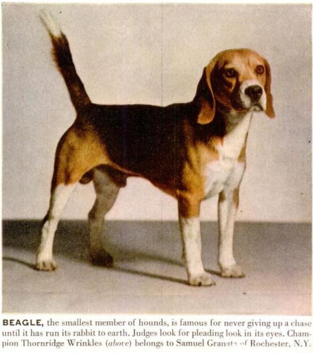 Thornridge Wrinkles - In Life Magazine January 31, 1949.JPG