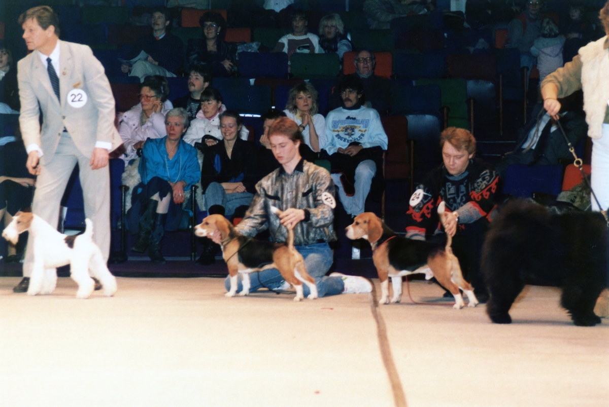 Show of Winners 1987. Daisy Hills Tyste Tusindfryd (left) and Daragoj Casio (right).jpg