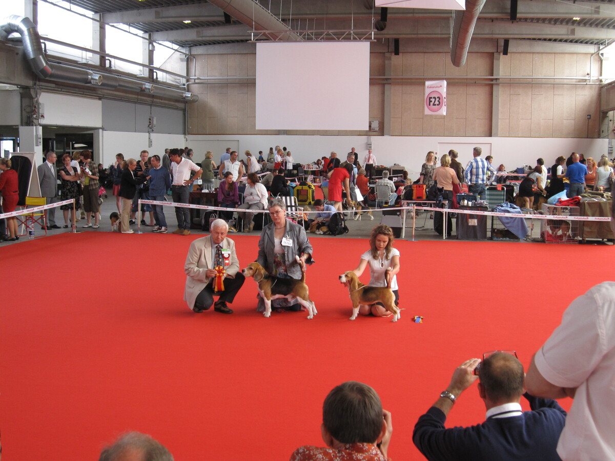 Best of Breed and Best of Opposite at World Dog Show 2010 in Herning, Denmark.