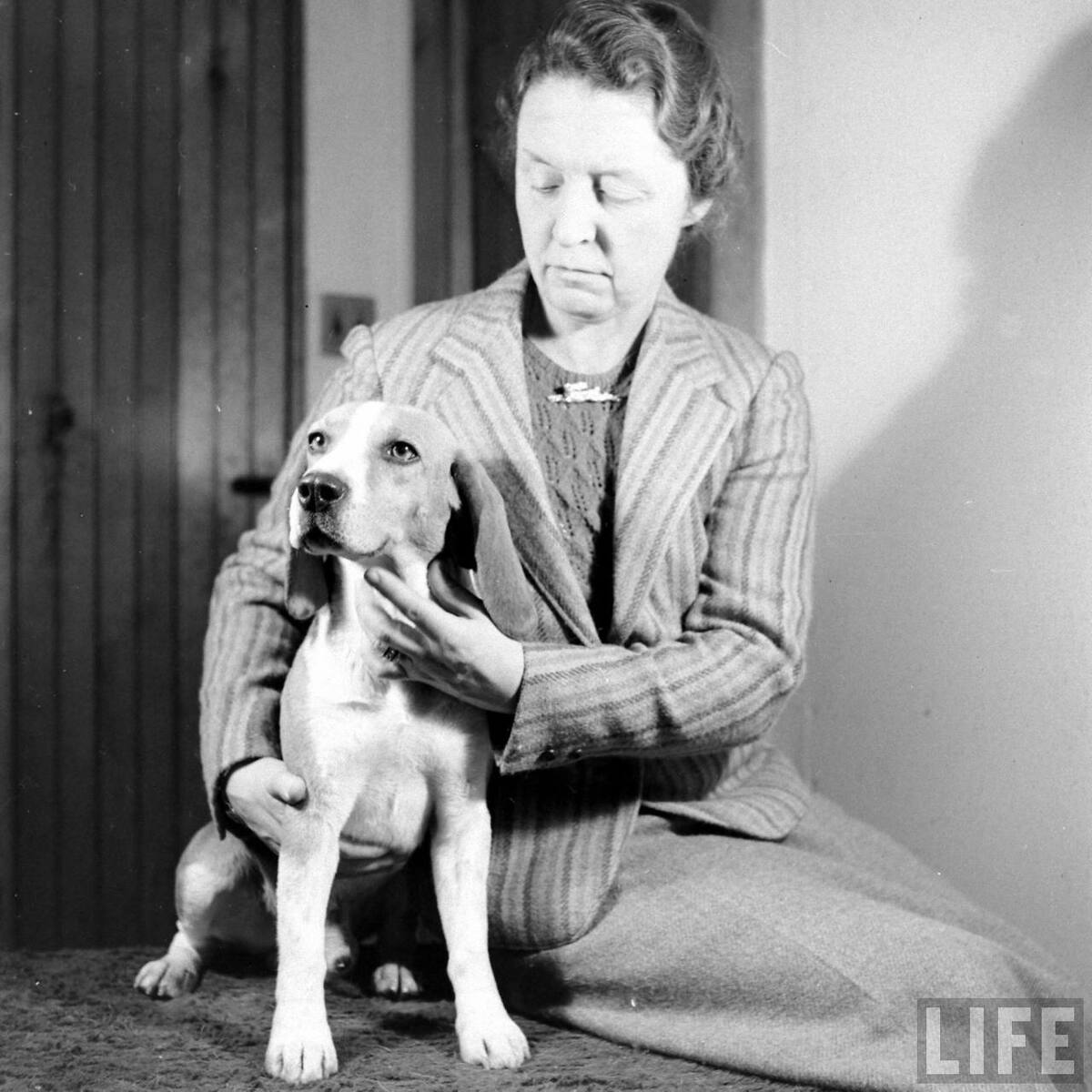 Beagle Hounds, Du Pont Estate - February 1940 - By Hansel Mieth, Life magazine - 38.jpg