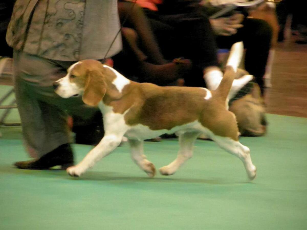 squid crufts 13.jpg