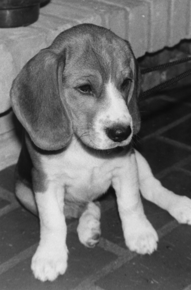 Primrose (Rosi) 3 months old, 1980.jpg