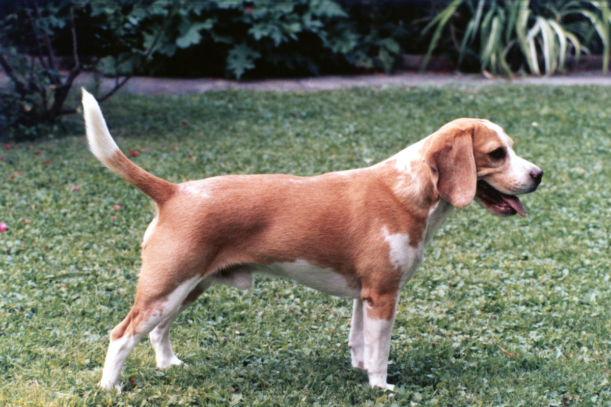 True Line's Golden Nugget - 1980.jpg