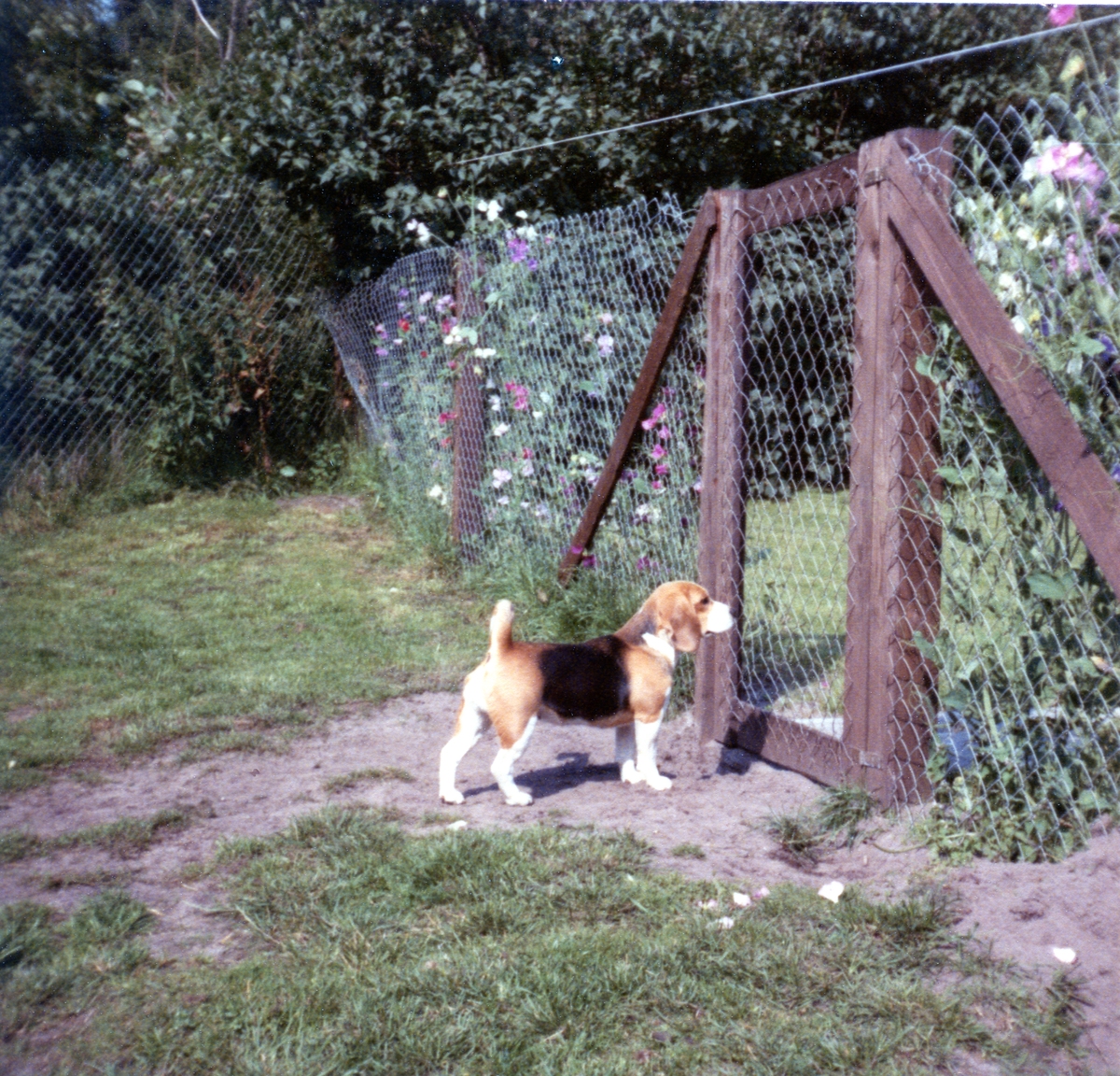 Daisy Hills Juanita - August 1979.jpg
