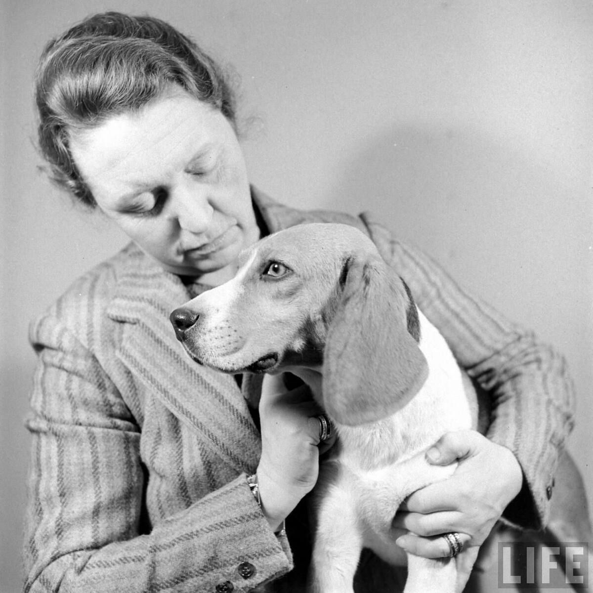 Beagle Hounds, Du Pont Estate - February 1940 - By Hansel Mieth, Life magazine - 18.jpg