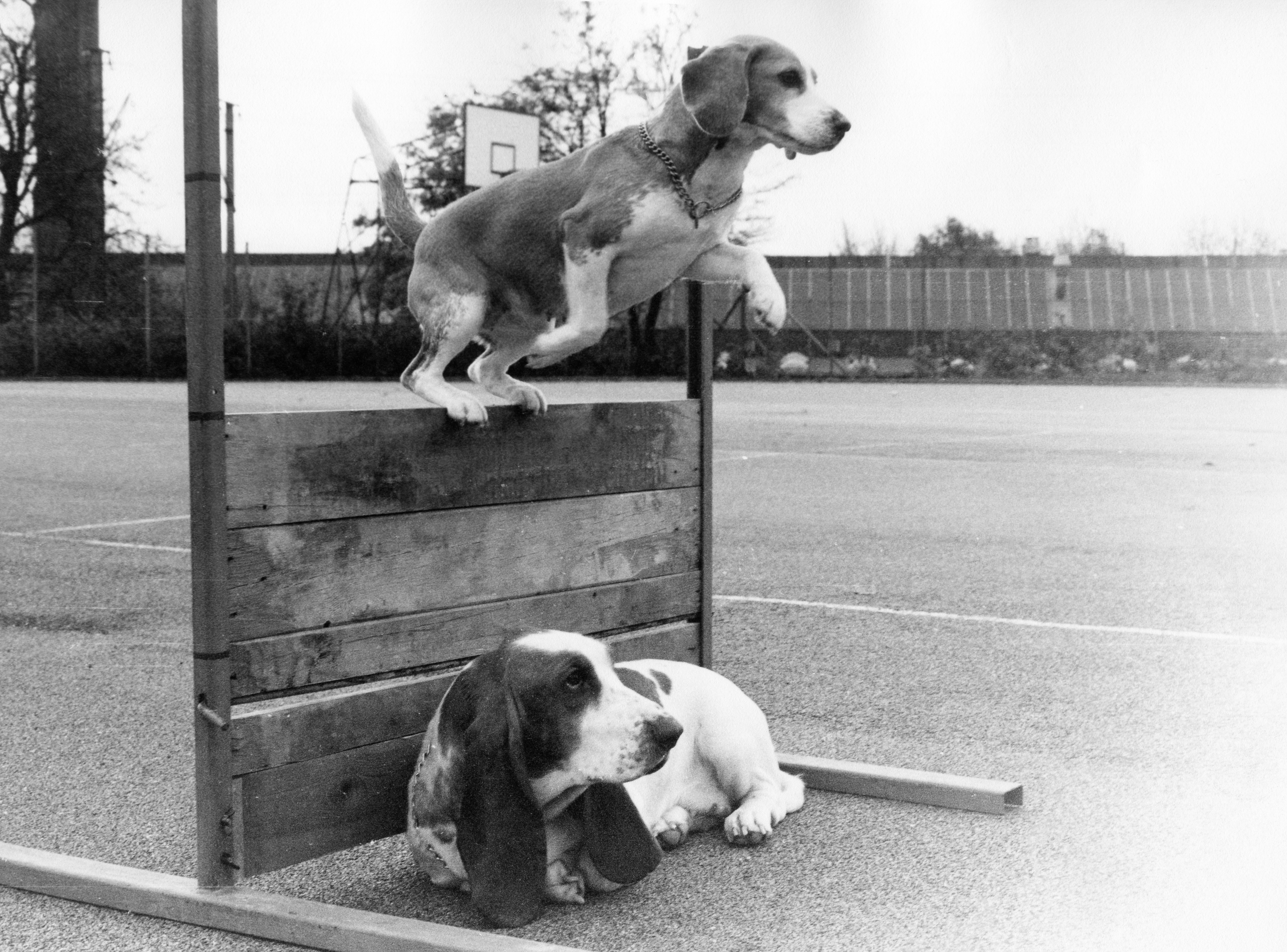 Daisy Hills Tinka (jumping) - about 1975.jpg