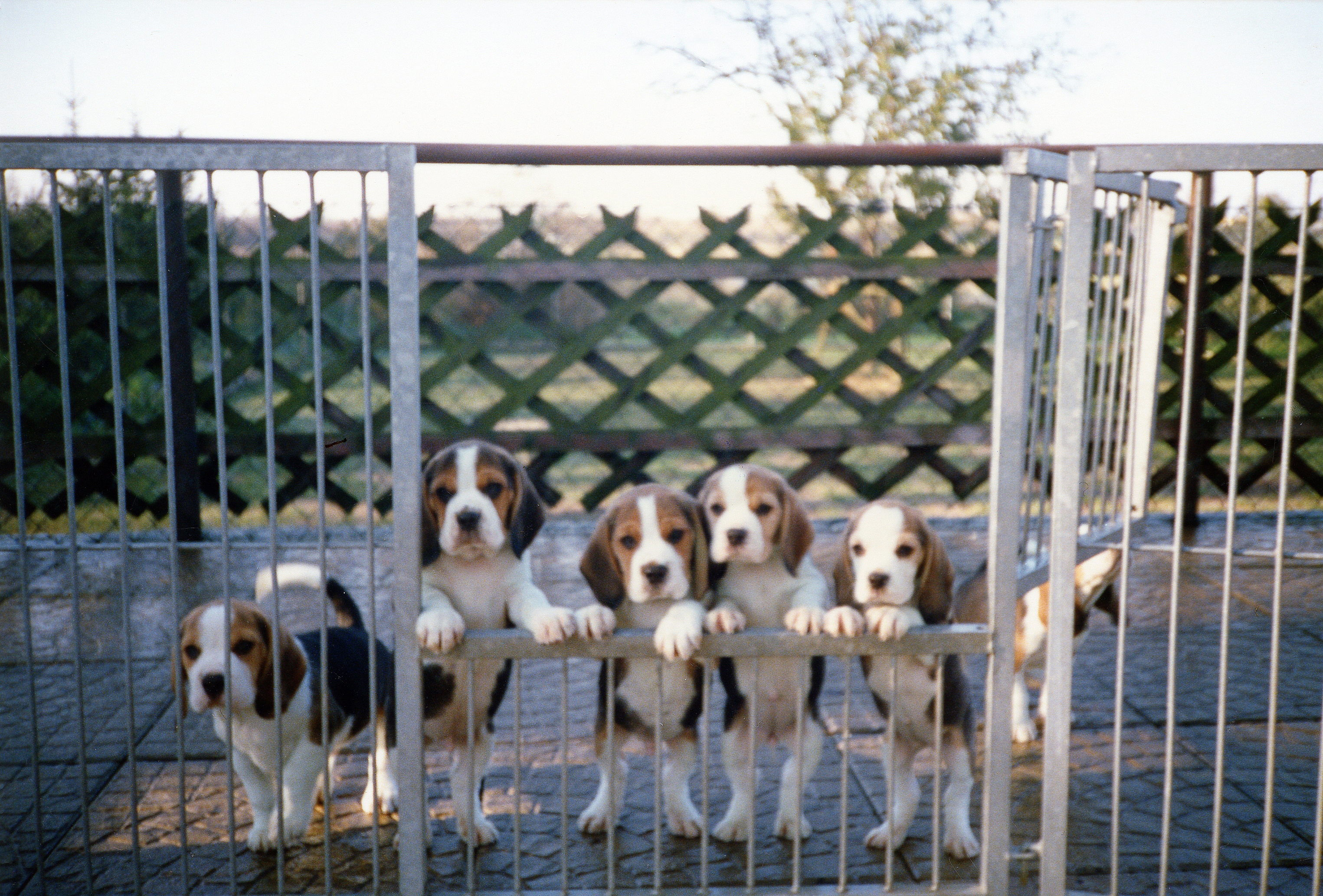 True Line's litter dec. 1989.jpg