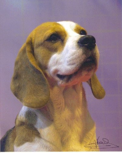 frankie1_crufts_03.jpg