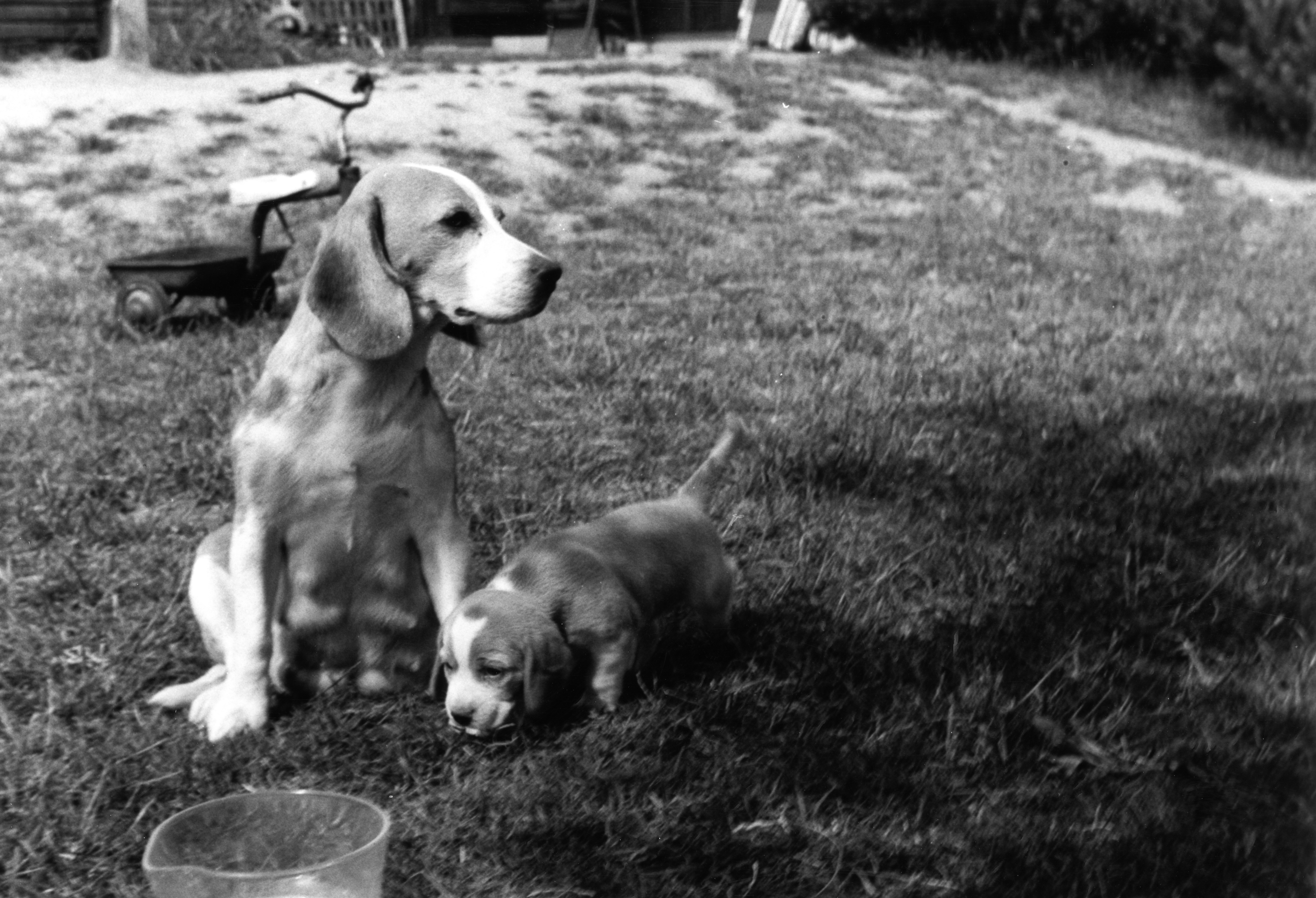 Daisy Hills Tinka and Daisy Hills Casha Girl in 1976.jpg