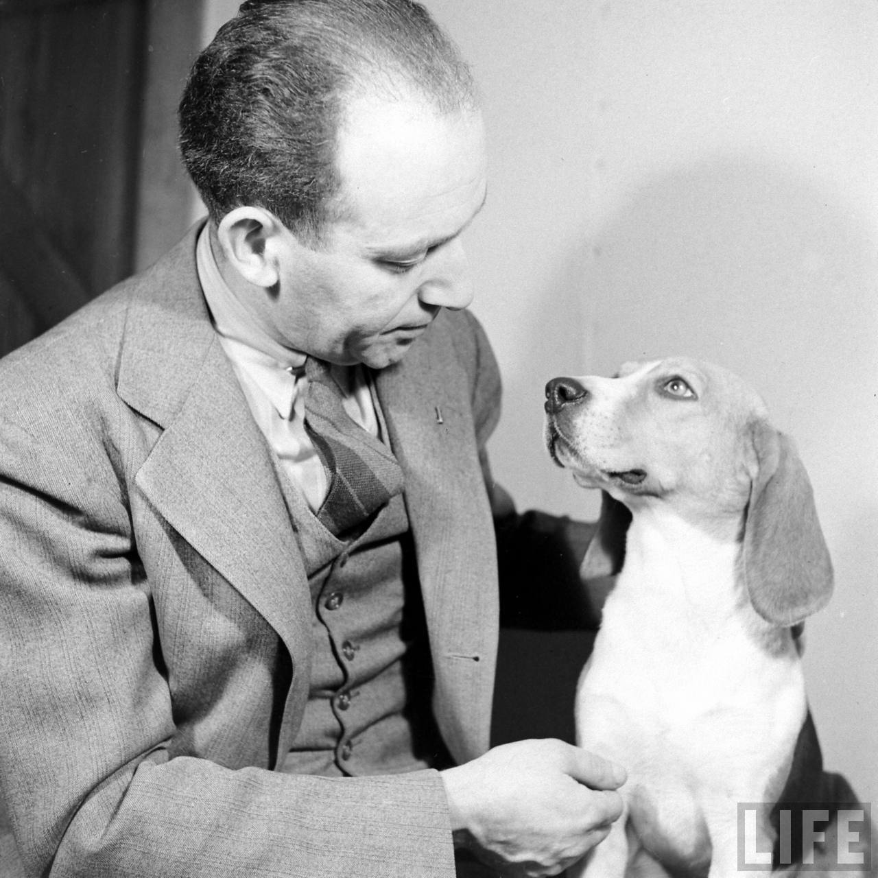 Beagle Hounds, Du Pont Estate - February 1940 - By Hansel Mieth, Life magazine - 50.jpg