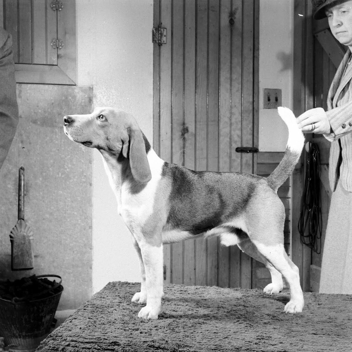 Ch. Meadow Lark Draftsman, "Drafty".