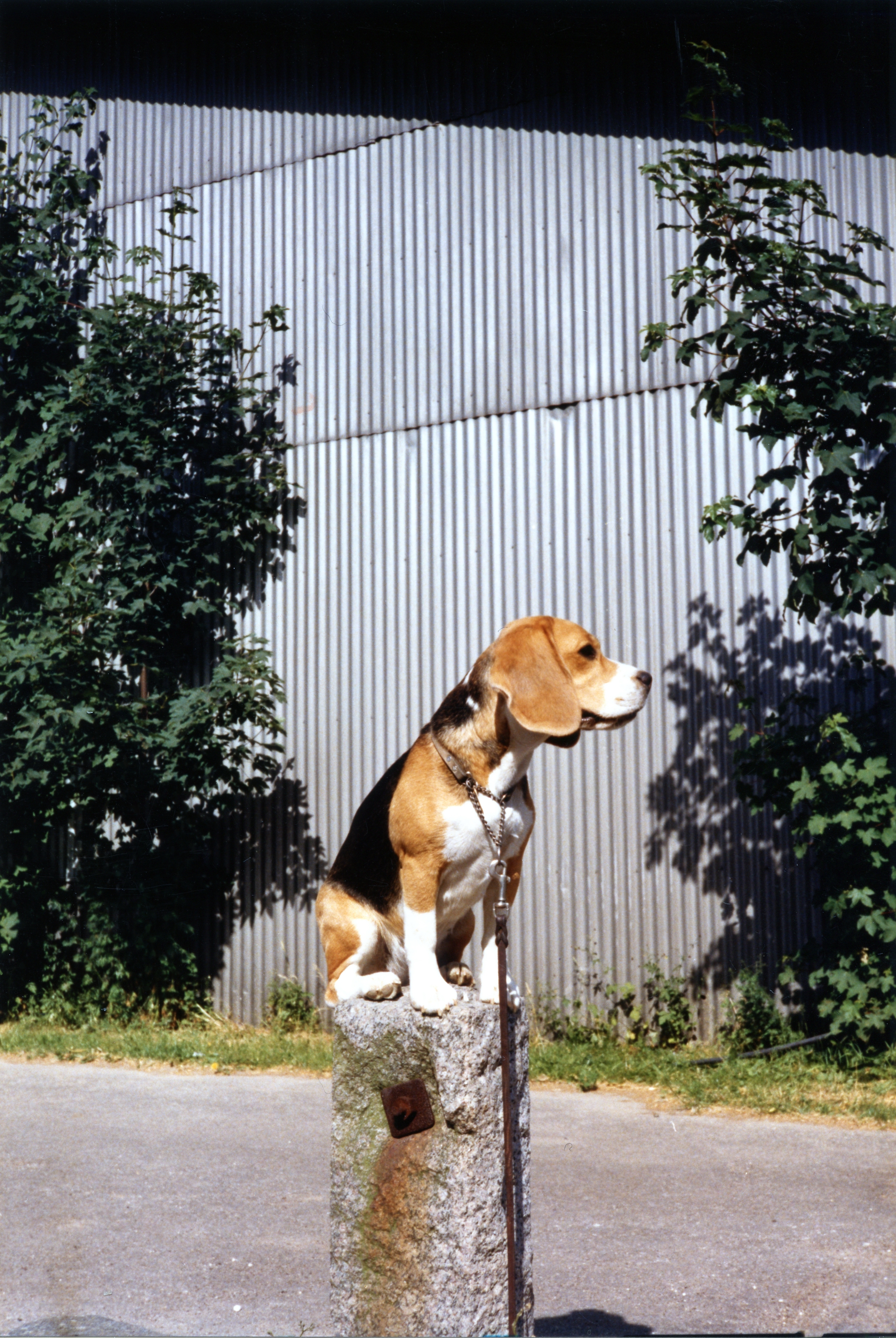 Daisy Hills Bly Bothilde, 1986.jpg