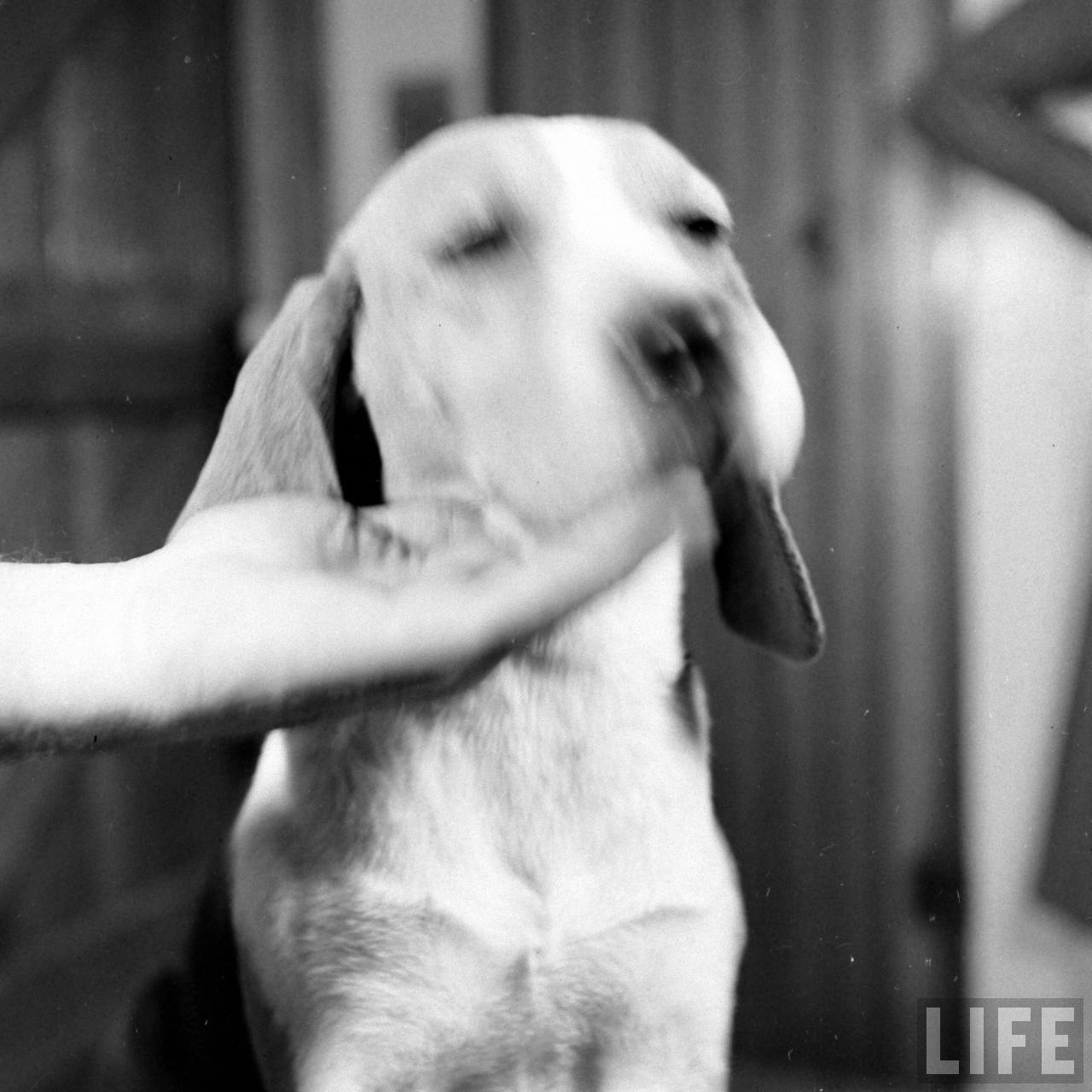Beagle Hounds, Du Pont Estate - February 1940 - By Hansel Mieth, Life magazine - 16.jpg