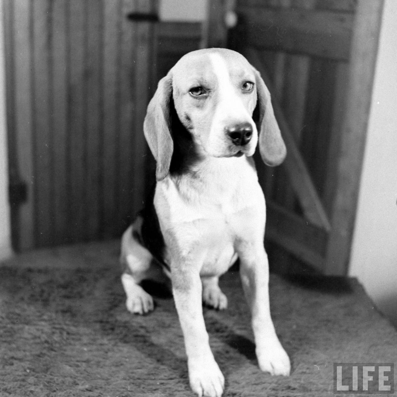 Beagle Hounds, Du Pont Estate - February 1940 - By Hansel Mieth, Life magazine - 35.jpg