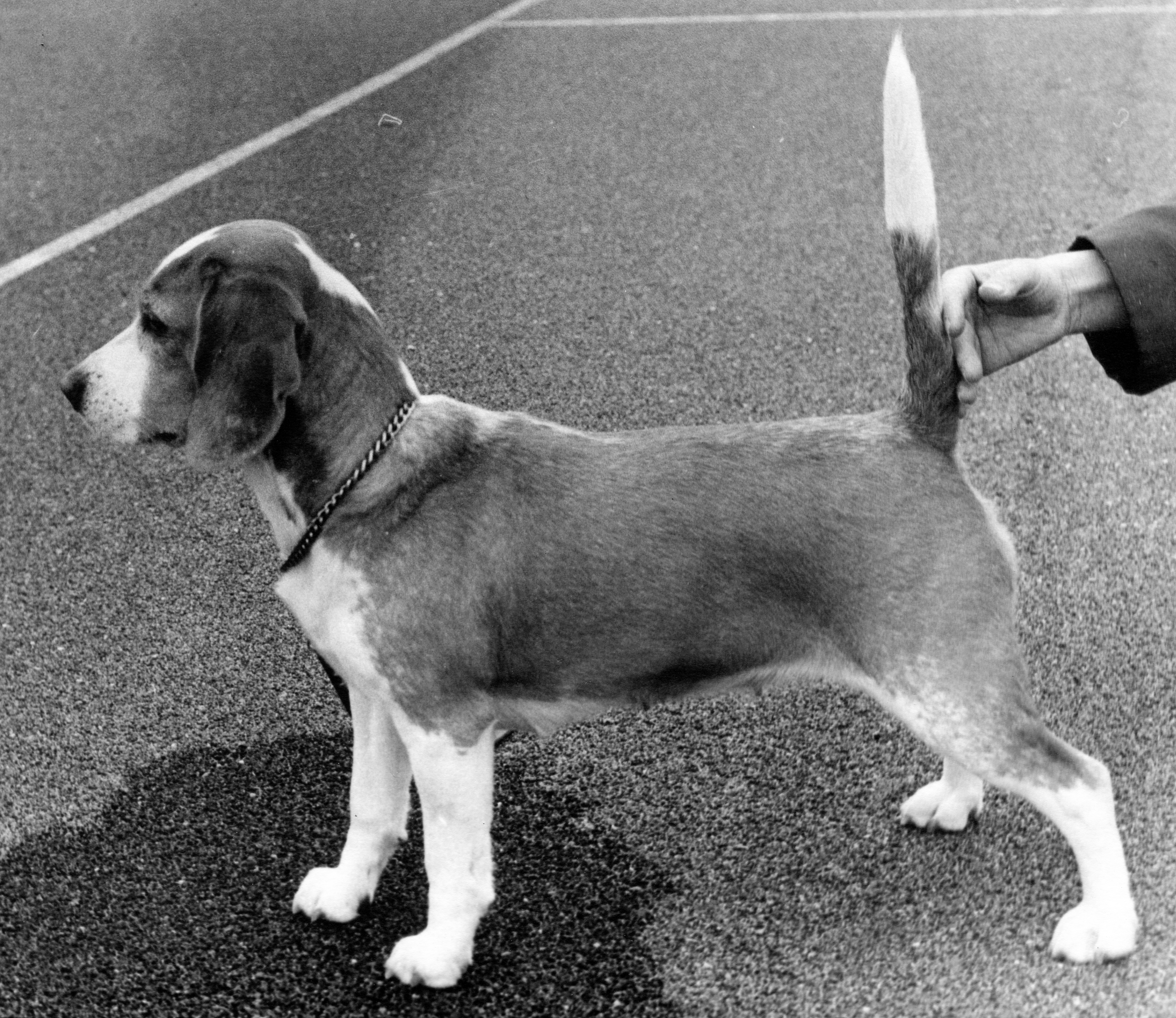 Daisy Hills Tinka (about 1975).jpg